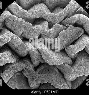 Scanning electron micrograph (SEM) of an absorptive epithelial cells ...