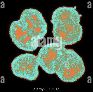Color enhanced electron micrograph of Neisseria gonorrhoeae, an aerobic Gram-negative bacterium responsible for the Sexually Stock Photo