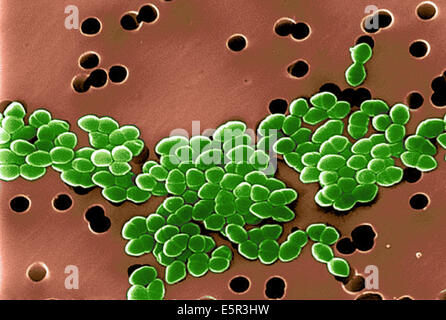 Color enhanced scanning electron micrograph of Vancomycin Resistant Enterococci (VRE). Stock Photo