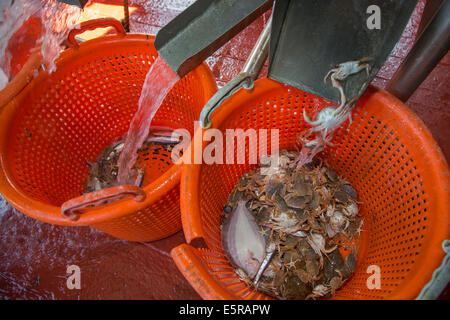 Bycatch like small fish and crabs sorted in plastic baskets on shrimp boat fishing for shrimps on the North Sea Stock Photo