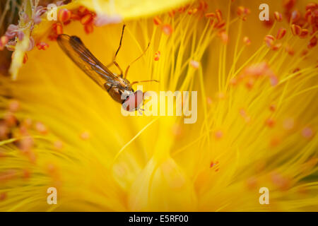 Hoverfly  on yellow flower, Hypericum calycinum, Rose of Sharon (Hypericaceae family). Stock Photo