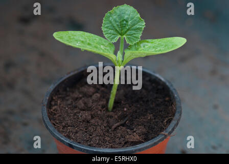 Marrow seedling growing in a plastic plant pot Stock Photo