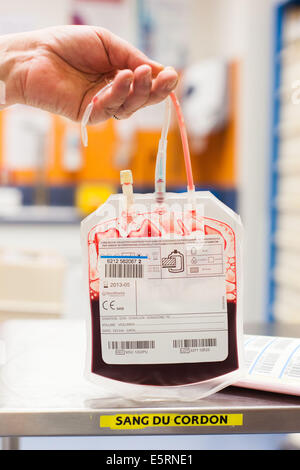 Umbilical cord blood for stem cell harvesting. Bag of placental blood. Obstetrics and gynaecology department, Limoges hospital, Stock Photo