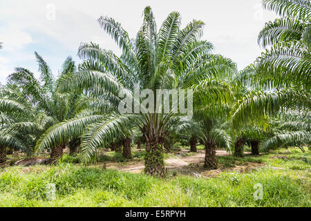 Oil palm trees (Elaeis guineensis) in a plantation, Guatemala. Stock Photo