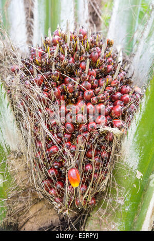 Oil palm (family Arecaceae) fruit in a plantation, Guatemala. Stock Photo