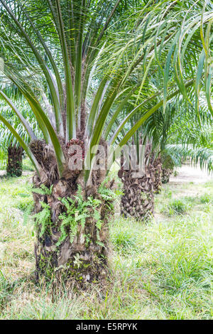 Oil palm trees (Elaeis guineensis) in a plantation, Guatemala. Stock Photo