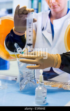 A compounder is preparing chemotherapy treatments under glove box. Limoges hospital pharmacy. Stock Photo