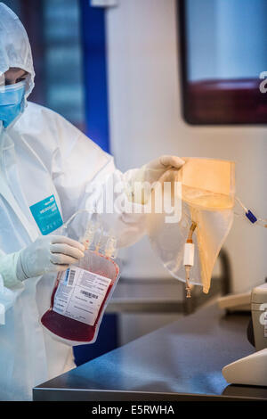 Technician preparing a hematopoietic stem cells bag , Cell Therapy Unit, CTSA in Clamart, France. Stock Photo