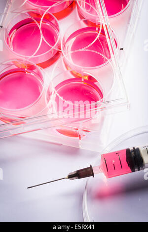 Stem cell research, Syringe and multiwell sample tray. Stock Photo