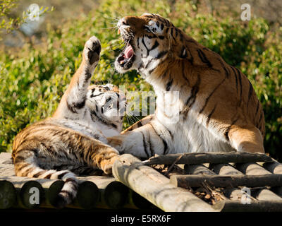 Tigers playing at Paradise Wildlife Park, Brouxbourne, Hertfordshire, United Kingdom Stock Photo