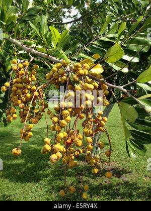 Fruits on a Carrotwood Tree Cupaniopsis anacardioides in Florida Stock Photo