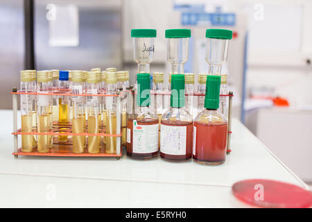 Bacterial and mycological cultures in a medical laboratory. Stock Photo