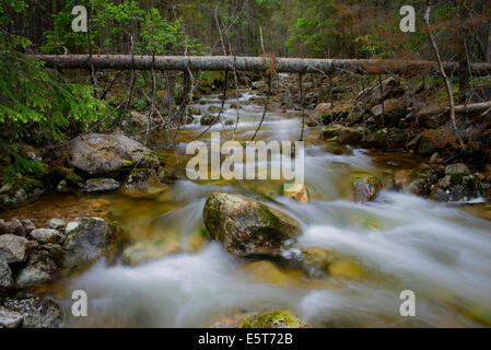 Motion blurred water in a rapid streaming rocky forest creek in Norway. Stock Photo