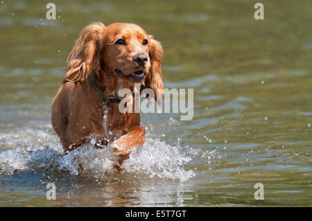 Happy Sprocker dog running through river Stock Photo