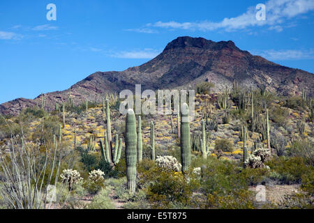 Organ Pipe Cactus National Monument, Arizona, USA Stock Photo