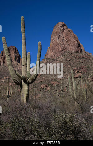 View of Saguaro cactus from the Apache Trail near Phoenix, Arizona, USA Stock Photo