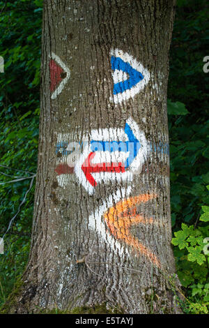 Multiple Arrow Symbols In Different Directions On Tree Stock Photo - Alamy