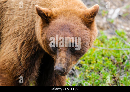 Cinnamon Colored Black Bear closeup of face, Jasper National Park Alberta Canada Stock Photo