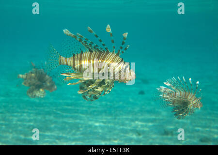 Lion fish swimming under water Stock Photo