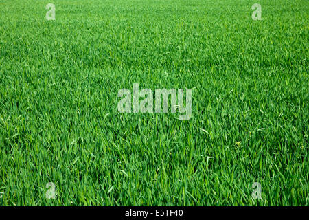 Green grass texture from a field Stock Photo