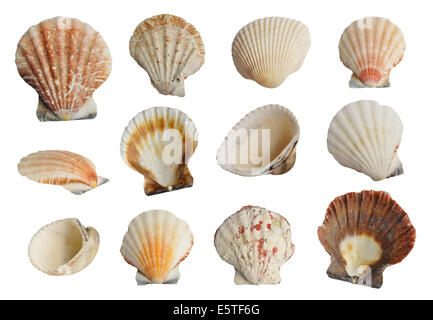 Collection Sea shells isolated on white background Stock Photo