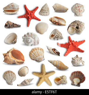 collection of seashells isolated on white background Stock Photo