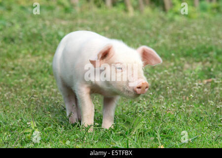 pig on a spring green grass Stock Photo