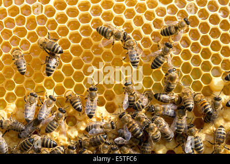 Close up view of the working bees on honeycells Stock Photo