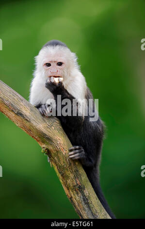 White-headed Capuchin or White-faced Capuchin (Cebus capucinus), captive, Germany Stock Photo