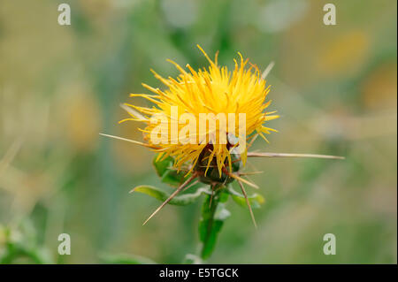 Yellow Star-Thistle (Centaurea solstitialis) flower, North Rhine-Westphalia, Germany Stock Photo