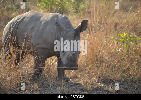 rhino mocks