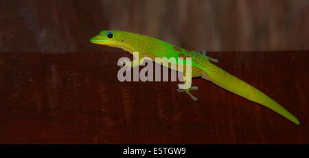 Gold Dust Day Gecko (Phelsuma laticauda), Diana Region, Madagascar Stock Photo