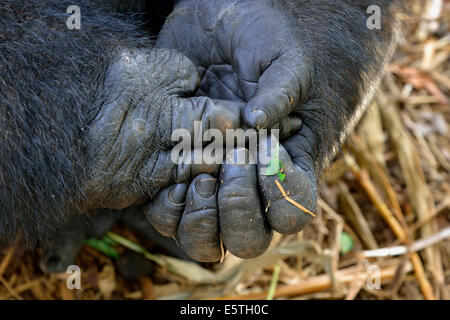 Western Lowland Gorilla (Gorilla gorilla gorilla), hands, male, Silverback, captive, South-West Region, Cameroon Stock Photo