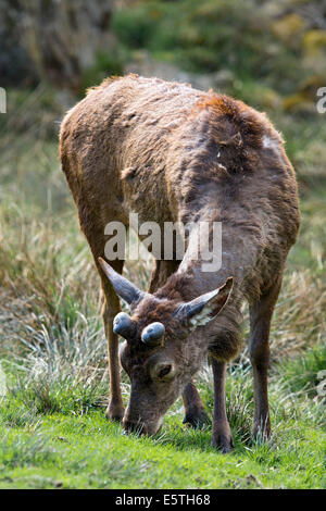 Red Deer (Cervus elaphus), male, stag, onset of antler formation in the spring, captive, Hirschgehege Scheuereck, deer park Stock Photo