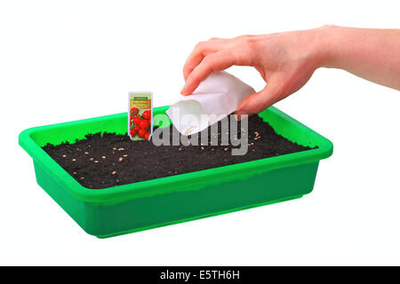 Sowing of tomato seeds (Solanum lycopersicum) in a seed tray Stock Photo