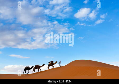 Berber man leading a train of camels over the orange sand dunes of the Erg Chebbi sand sea, Sahara Desert near Merzouga, Morocco Stock Photo