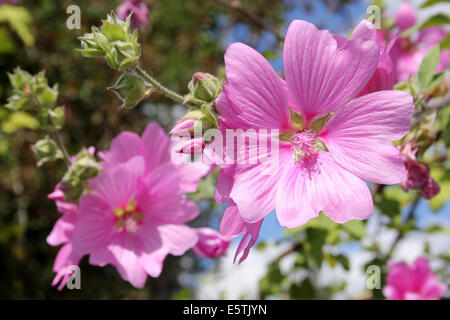 Tree Mallow Lavatera 'Rosea' Stock Photo