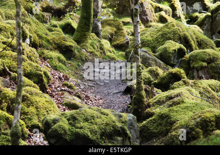 Path at Torrent Walk, Brithdir near Dolgellau, Gwynedd Stock Photo