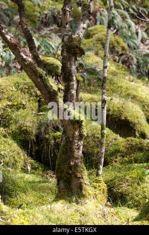 View from the Path at Torrent Walk, Brithdir near Dolgellau, Gwynedd Stock Photo