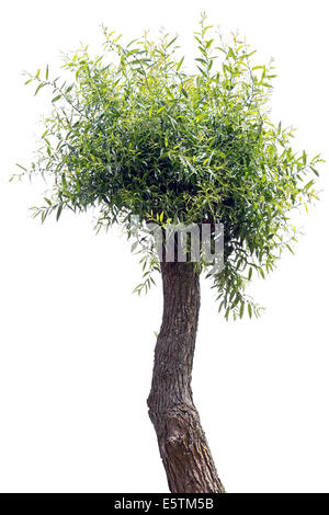 The ugly clumsy a Willow  tree isolated on white. Sunny summer day Stock Photo