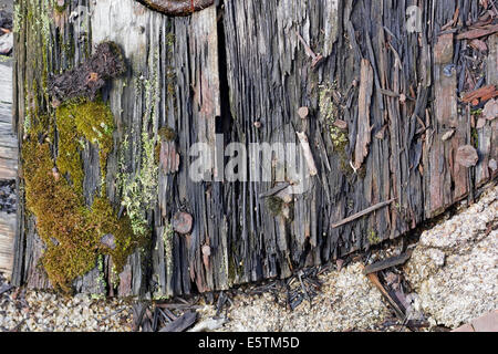 Texture of a rotten mossy mouldering wooden and stone board with rusty nails. Sunny day. Stock Photo