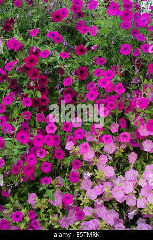 Petunia X hybrida Shock Wave Pink Shade and Deep Purple. Spreading Petunia flowers Stock Photo