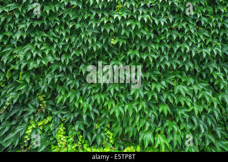 texture of ivy leaves closeup Stock Photo