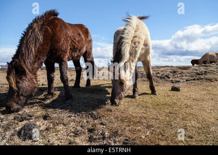 Tow Icelandic horses grazing on a beautifully sunny day in Southern Iceland Stock Photo