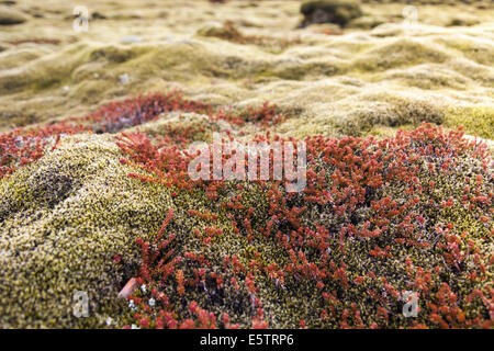 Close-up of lush green and red moss covering volcanic  rocks in a lava field in Iceland Stock Photo