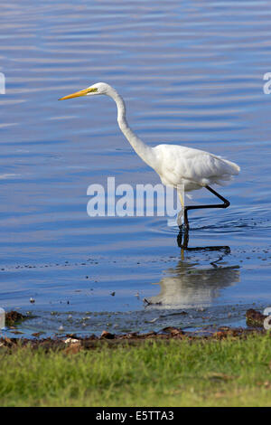The Great Egret (Ardea alba) is distributed across most of the tropical and warmer temperate regions of the world. Stock Photo