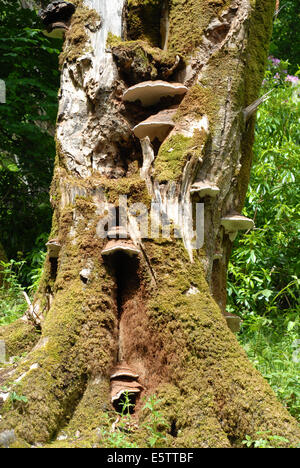 bracket tree fungus Stock Photo