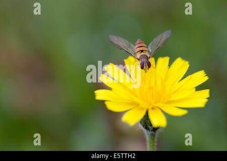 Hoverfly feeding on a Dandelion flower. Stock Photo