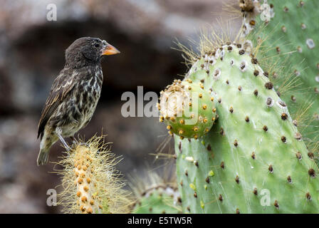 Large Cactus-Finch Geospiza conirostris propinqua Genovesa Island Galapagos Islands Ecuador Stock Photo