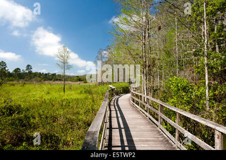 Boardwalk Trail at Corkscrew Swamp Sanctuary - near Namples, Florida USA Stock Photo